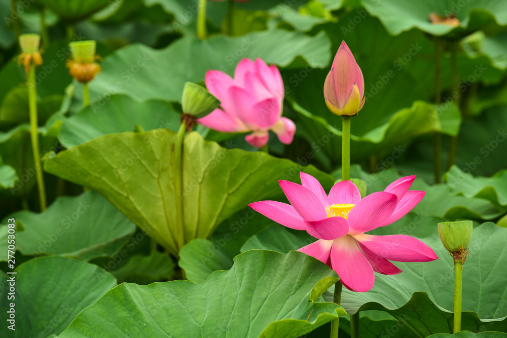 Lotus flowers blooming in the river Lotus flowers blooming in the river