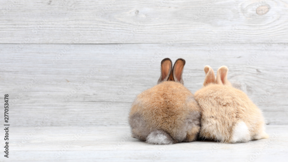 Lovely bunny easter rabbit on wooden background. beautiful lovely pets. - obrazy, fototapety, plakaty 