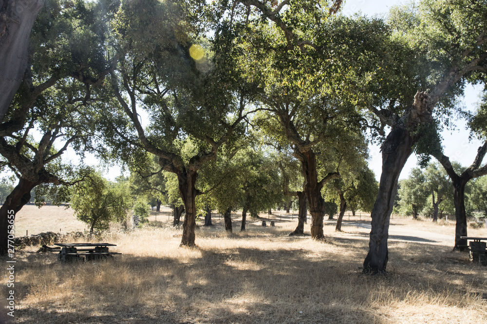 Rest area between cork trees in summer with dry grass Rest area between cork trees in summer with dry grass