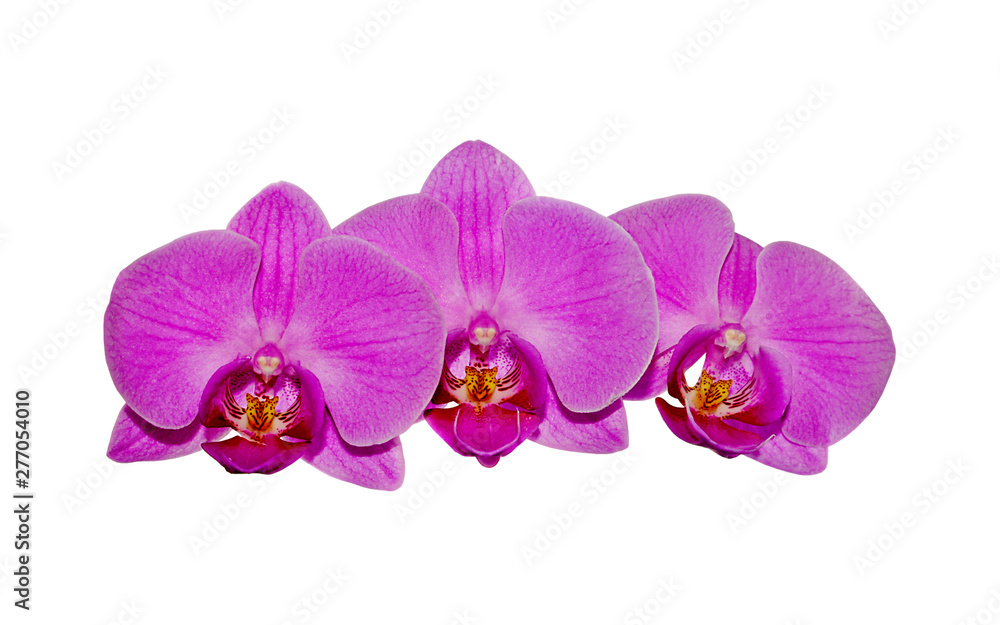 Obraz premium Beautiful pink orchid isolated on a white background