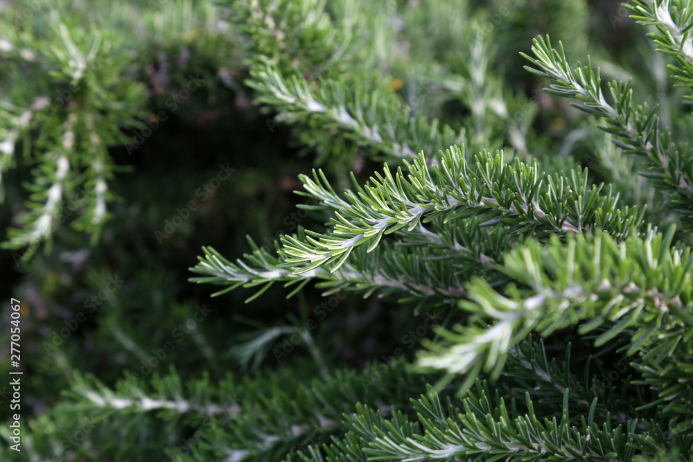 Fototapeta premium Fresh Rosemary Herb grow outdoor. Rosemary leaves Close-up