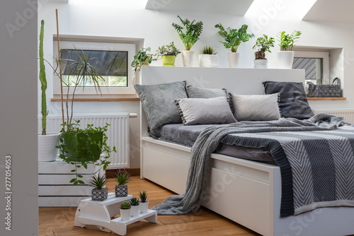 Fototapeta Naklejka Na Ścianę i Meble -  Spacious interior of bedroom with a lot of plants and grey pillows. Scandinavian design.