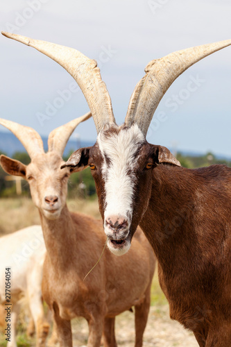 Goats in the field