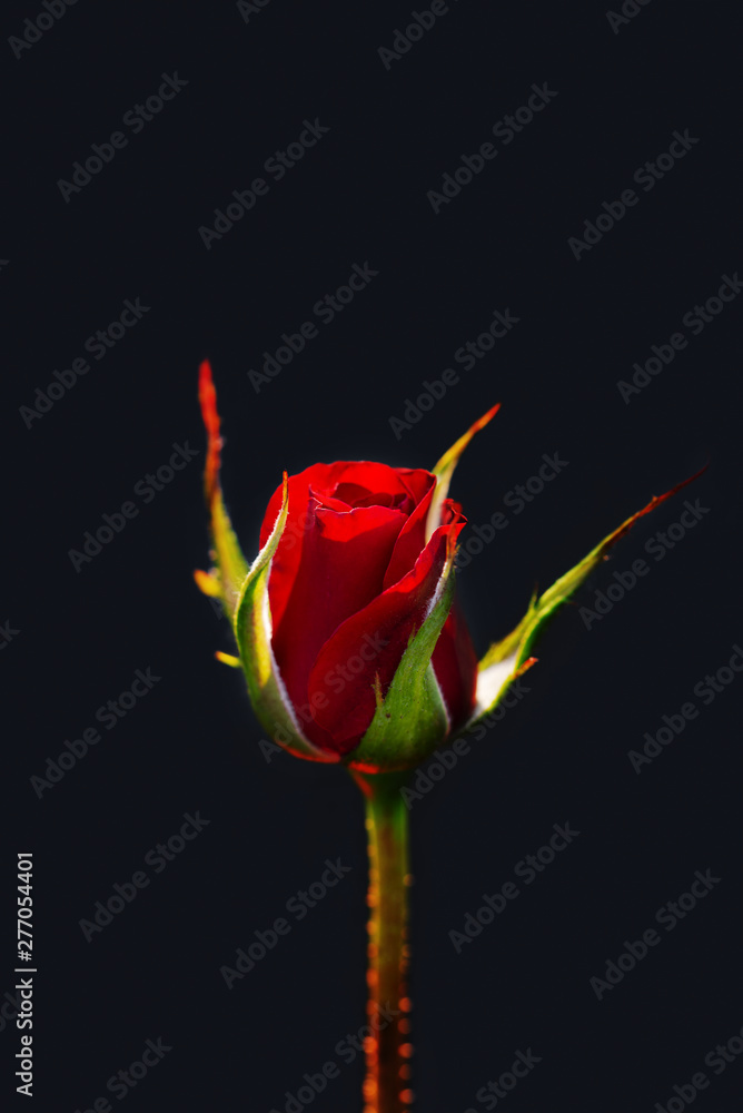 Fototapeta premium Red rose bud isolated on blue background