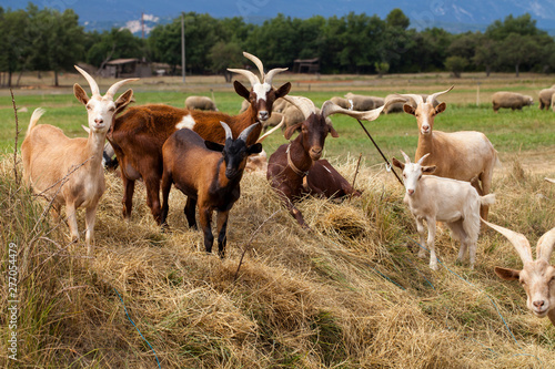 Wallpaper Mural Goats in the field Torontodigital.ca