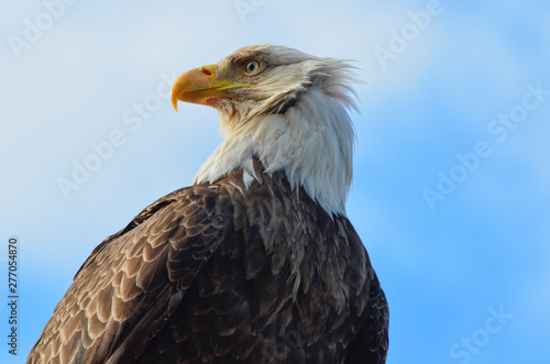 Bald Eagle in Ketchikan  Alaska