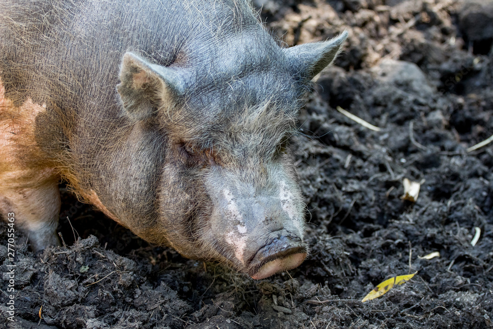 Vietnamese pig on a farm among swamps in sunny weather. Dirty Pig_