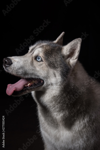 Siberian Husky sitting in front of a black background. Portrait of husky dog with blue eyes in studio. Dog looks at left. Copy space