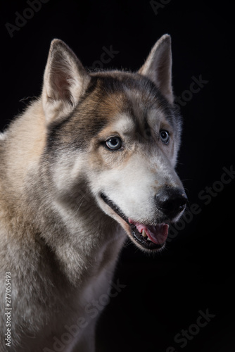 Siberian Husky sitting in front of a black background. Portrait of husky dog with blue eyes in studio.Dog looks at right. Copy space