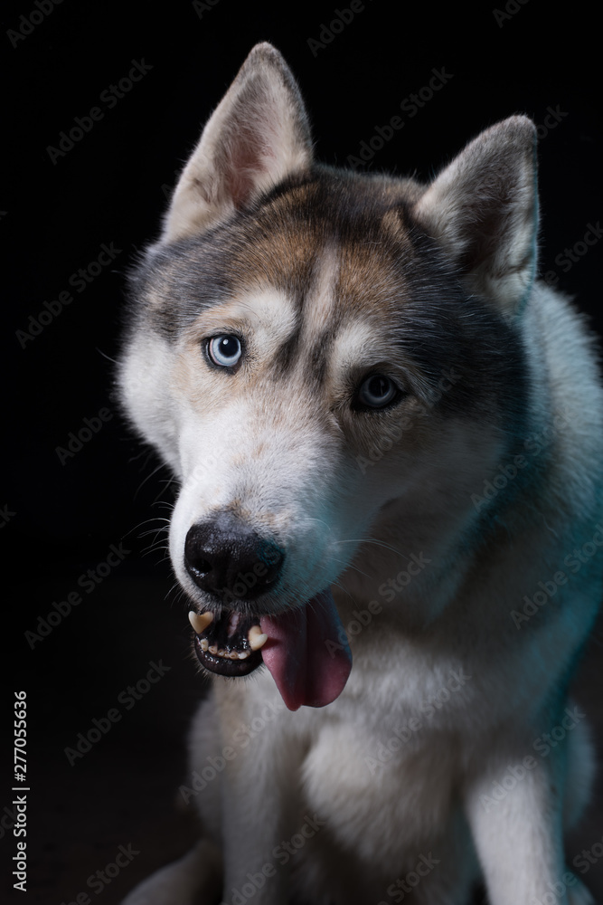 Siberian Husky sitting in front of a black background. Portrait of husky dog with blue eyes in studio. Cinema noir light. Copy space