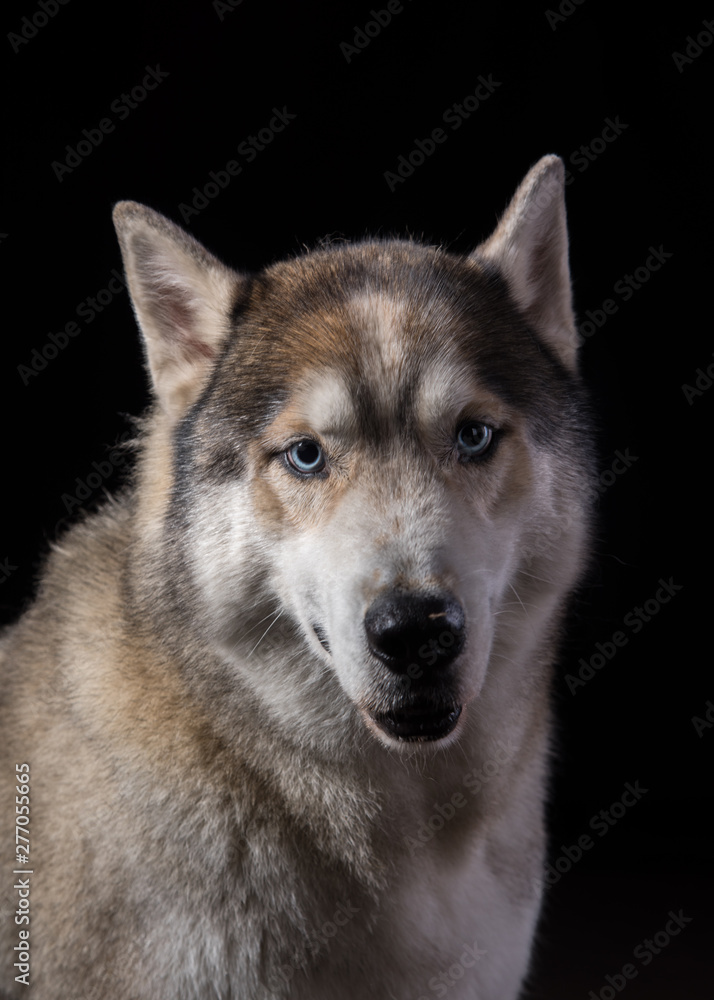 Siberian Husky sitting in front of a black background. Portrait of husky dog with blue eyes in studio. Cinema noir light. Copy space