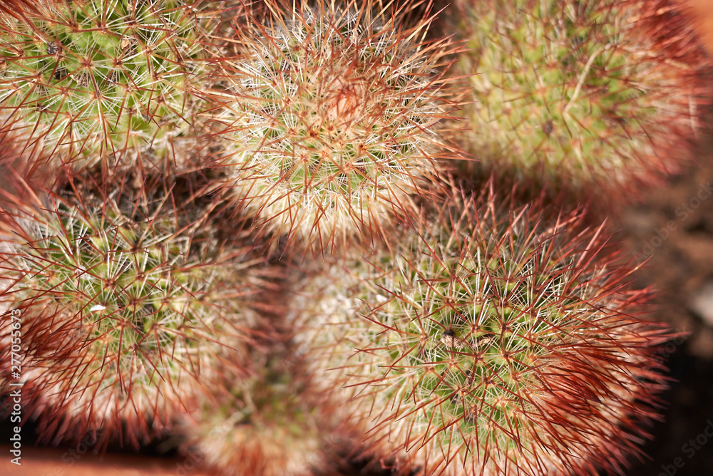 mammillaria cactus closeup mammillaria cactus closeup