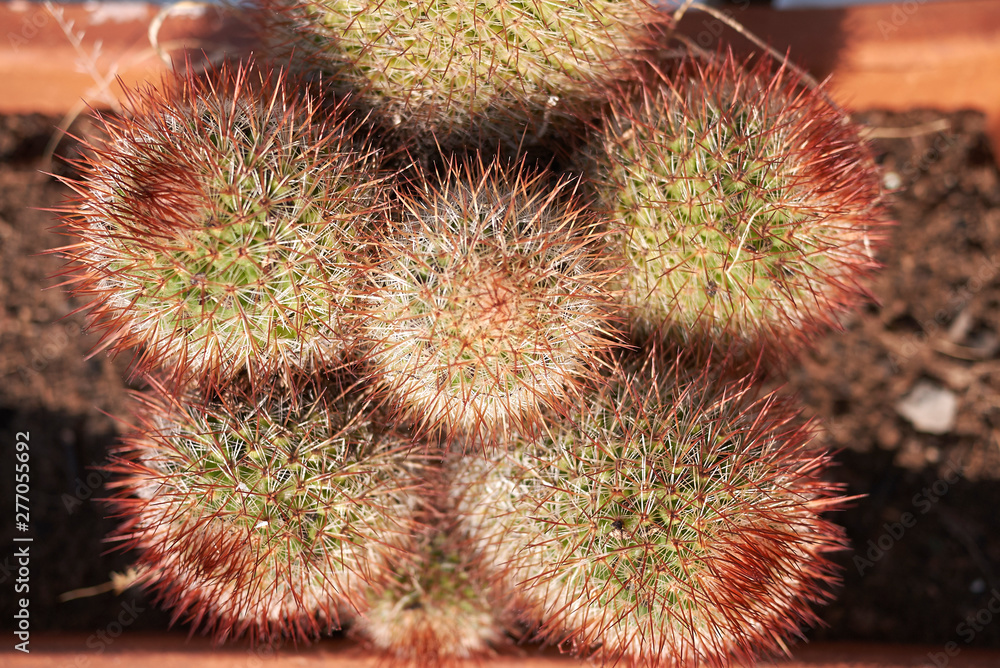 mammillaria cactus closeup mammillaria cactus closeup