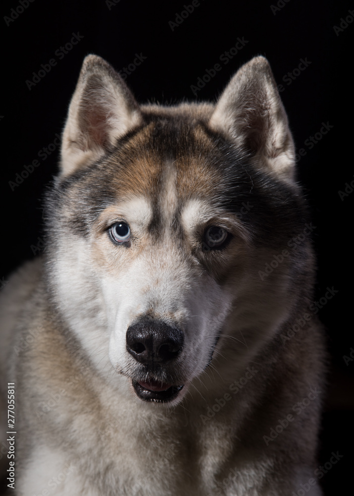 Siberian Husky sitting in front of a black background. Portrait of husky dog with blue eyes in studio. Copy space