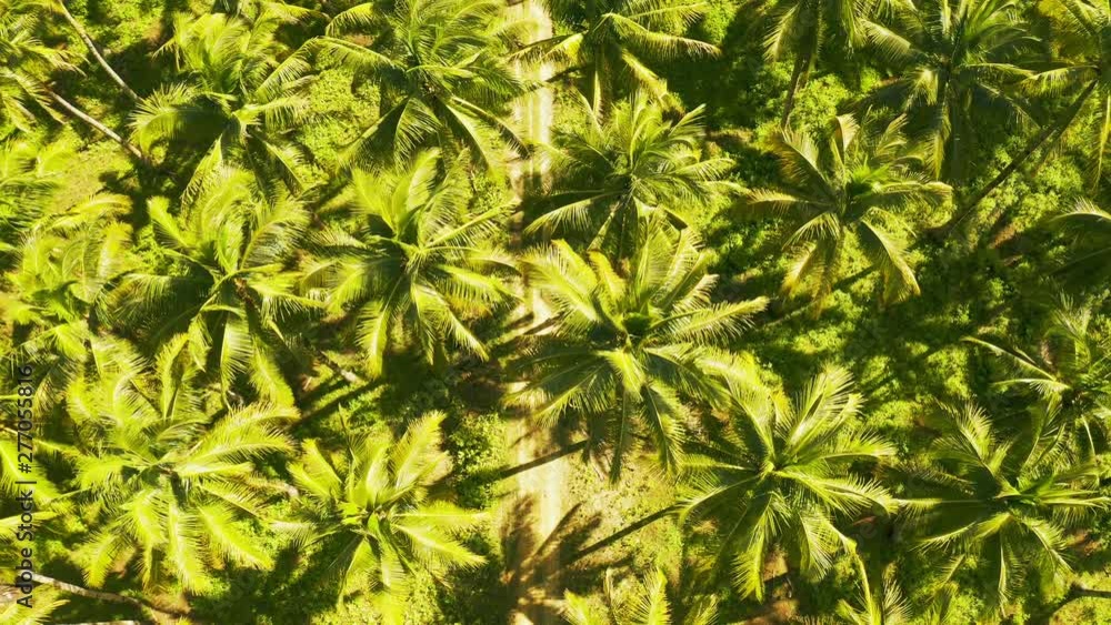Aerial view of young couple of tourists riding a motorbike on among coconut palms in Siargao, Philippines. Aerial view of young couple of tourists riding a motorbike on among coconut palms in Siargao, Philippines.