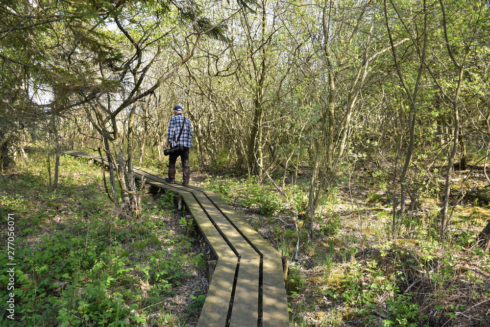 Man walking on a wooden foot-bridge in a nature reserve Man walking on a wooden foot-bridge in a nature reserve