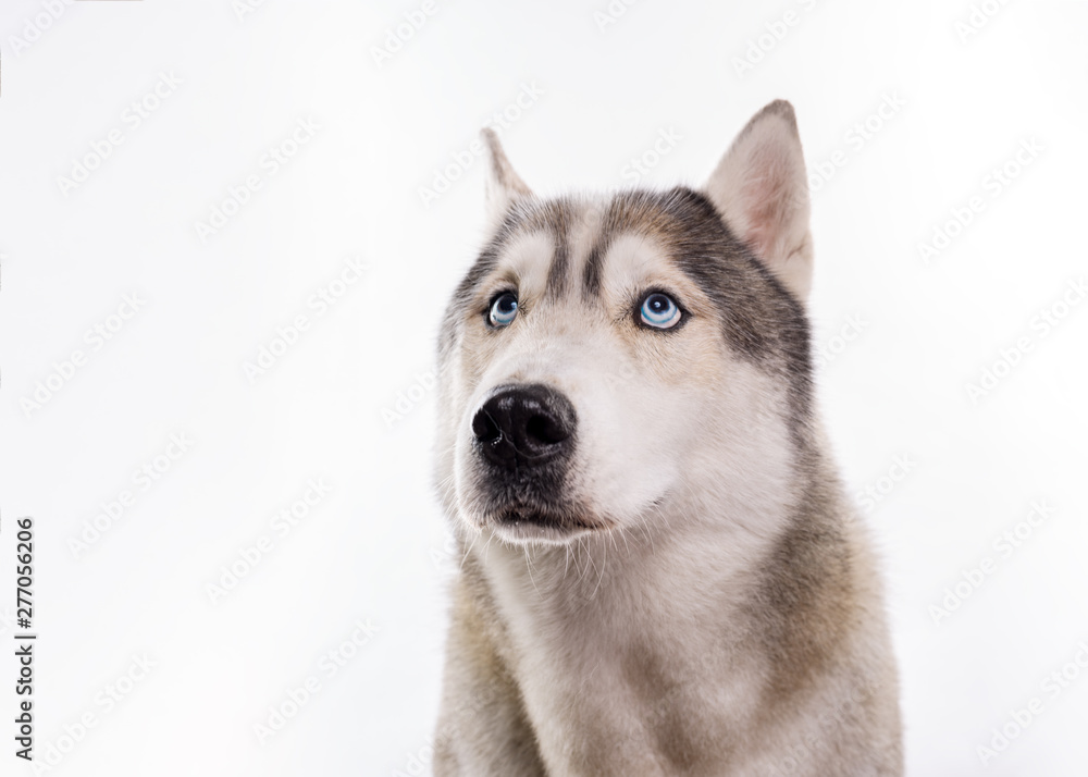 Cute Siberian Husky sitting in front of a white background. Portrait of husky dog with blue eyes isolated on white. Guilty dog looks up. Copy space
