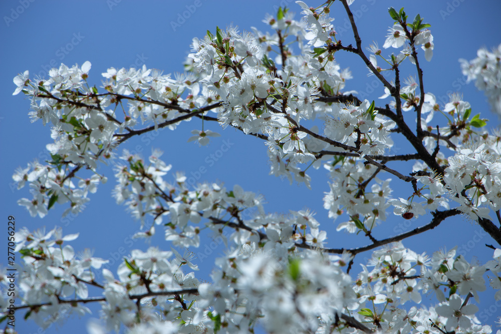 Blossoming plum flowers on sunny blue sky background Blossoming plum flowers on sunny blue sky background