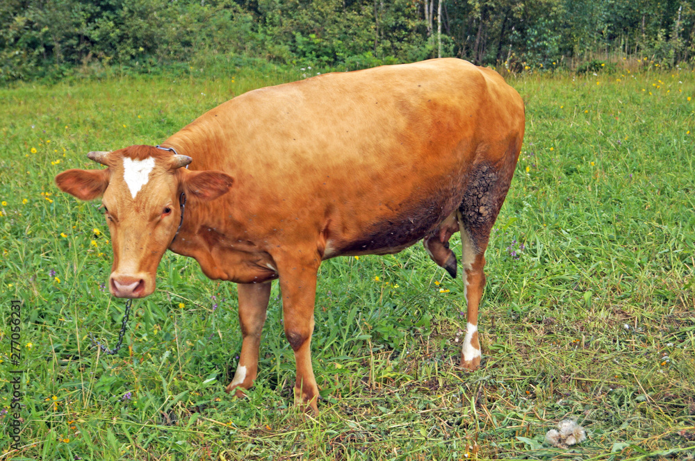 Brown-haired cow grazing in a green meadow on a sunny summer day Brown-haired cow grazing in a green meadow on a sunny summer day