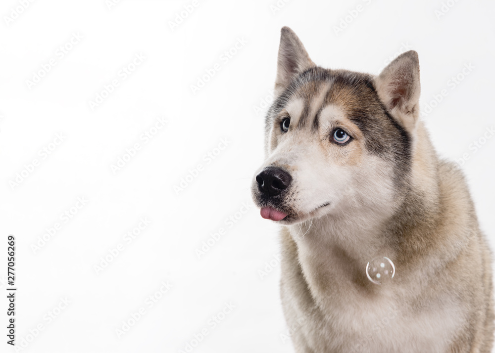 Fototapeta premium Siberian Husky sitting around soap bubbles in front of a white background. Portrait of husky dog with blue eyes isolated on white. Dog look at left. Copy space