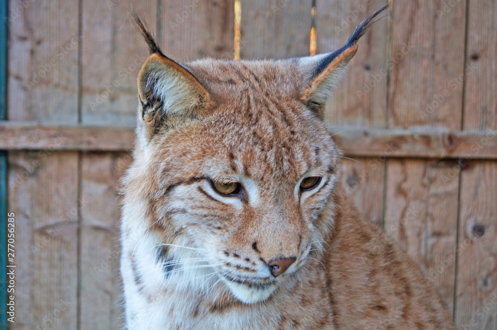 Lynx with gray beige white wool sits in a cage in the park Lynx with gray beige white wool sits in a cage in the park