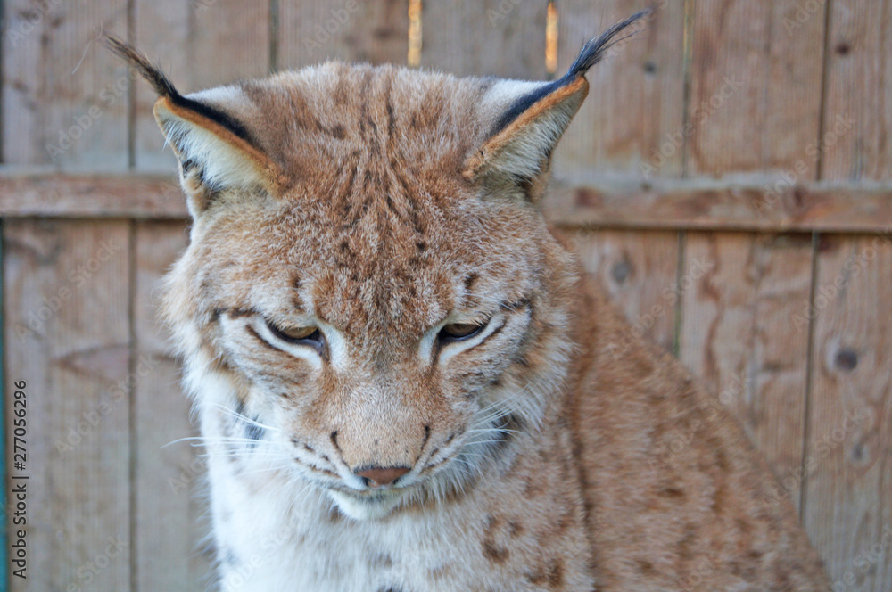 Lynx with gray beige white wool sits in a cage in the park Lynx with gray beige white wool sits in a cage in the park