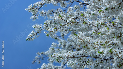 Blossoming plum flowers on sunny blue sky background