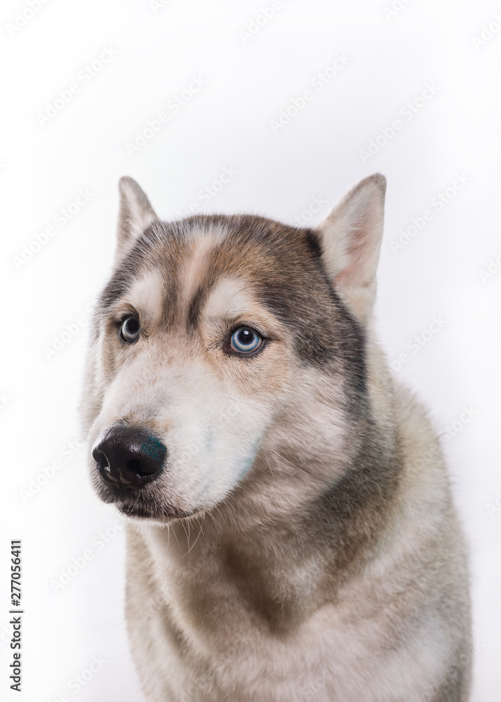 Cute Siberian Husky sitting in front of a white background. Portrait of husky dog with blue eyes isolated on white. Copy space