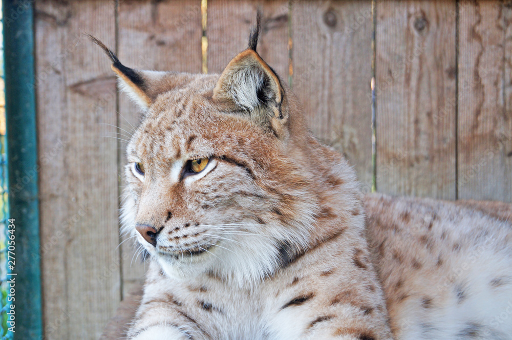 Obraz premium Lynx with gray beige white wool sits in a cage in the park