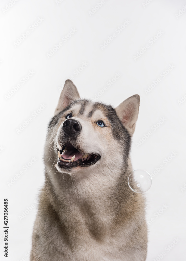 Siberian Husky sitting around soap bubbles in front of a white background. Portrait of husky dog with blue eyes isolated on white. Copy space