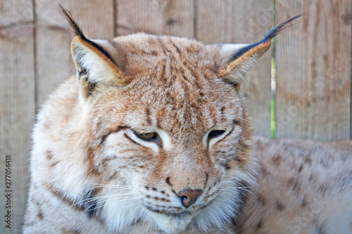 Lynx with gray beige white wool sits in a cage in the park