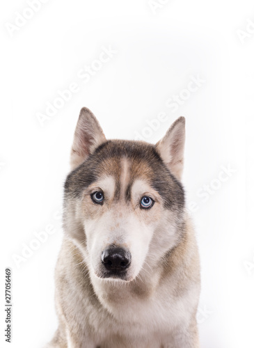 Fototapeta Naklejka Na Ścianę i Meble -  Cute Siberian Husky sitting in front of a white background. Portrait of husky dog with blue eyes isolated on white. Copy space