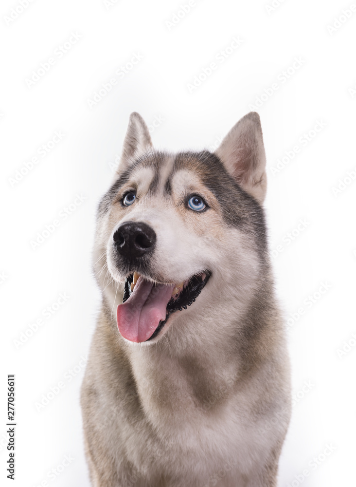 Fototapeta premium Cute Siberian Husky sitting in front of a white background. Portrait of husky dog with blue eyes isolated on white. Copy space