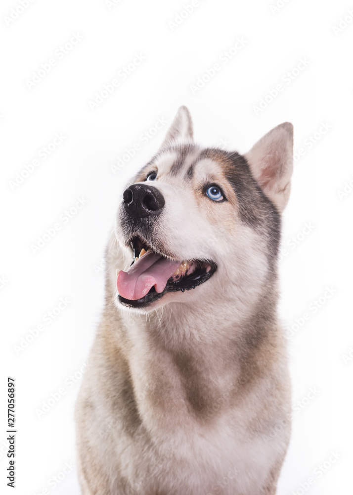 Cute Siberian Husky sitting in front of a white background. Portrait of husky dog with blue eyes isolated on white. Copy space Cute Siberian Husky sitting in front of a white background. Portrait of husky dog with blue eyes isolated on white. Copy space