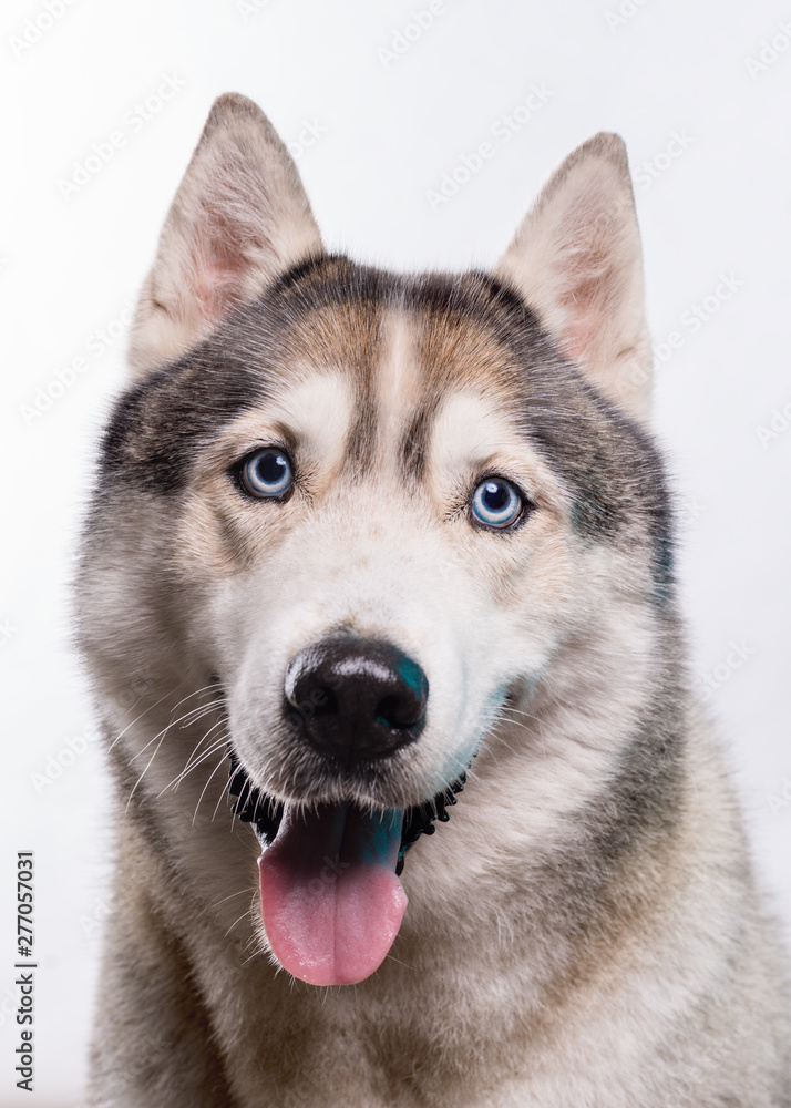 Cute Siberian Husky sitting in front of a white background. Portrait of husky dog with blue eyes isolated on white. Copy space