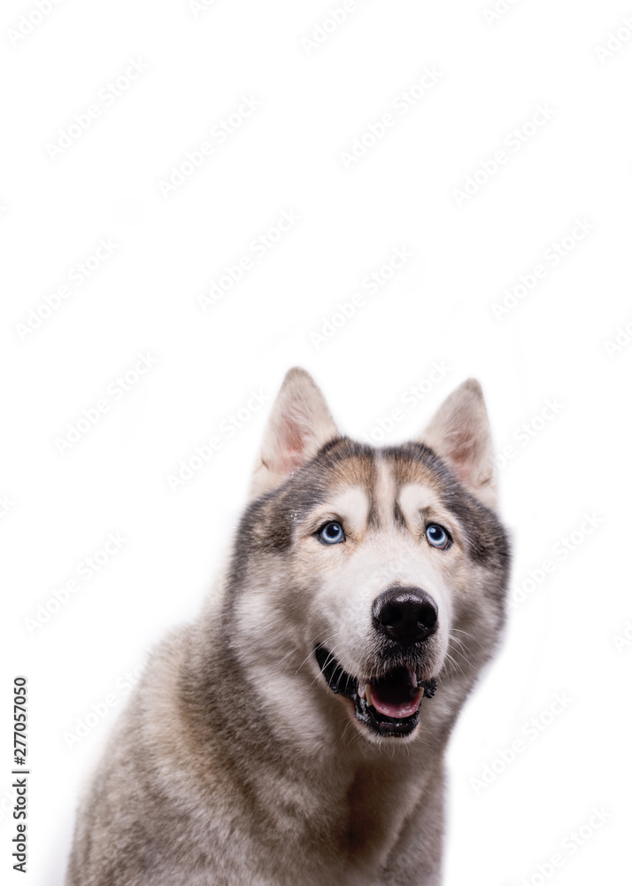 Cute Siberian Husky sitting in front of a white background. Portrait of husky dog with blue eyes isolated on white. Copy space