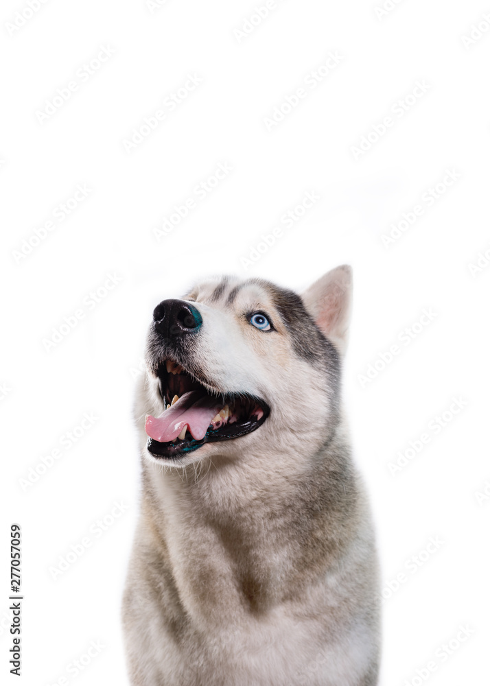 Cute Siberian Husky sitting in front and  looking up. Portrait of husky dog with blue eyes isolated on white background. Copy space
