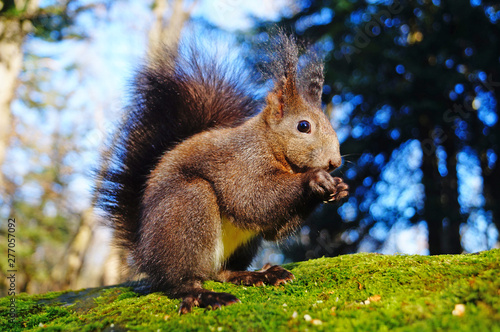 A squirrel with black fluffy fur sits on a stone covered with green moss and eats nuts on a sunny day