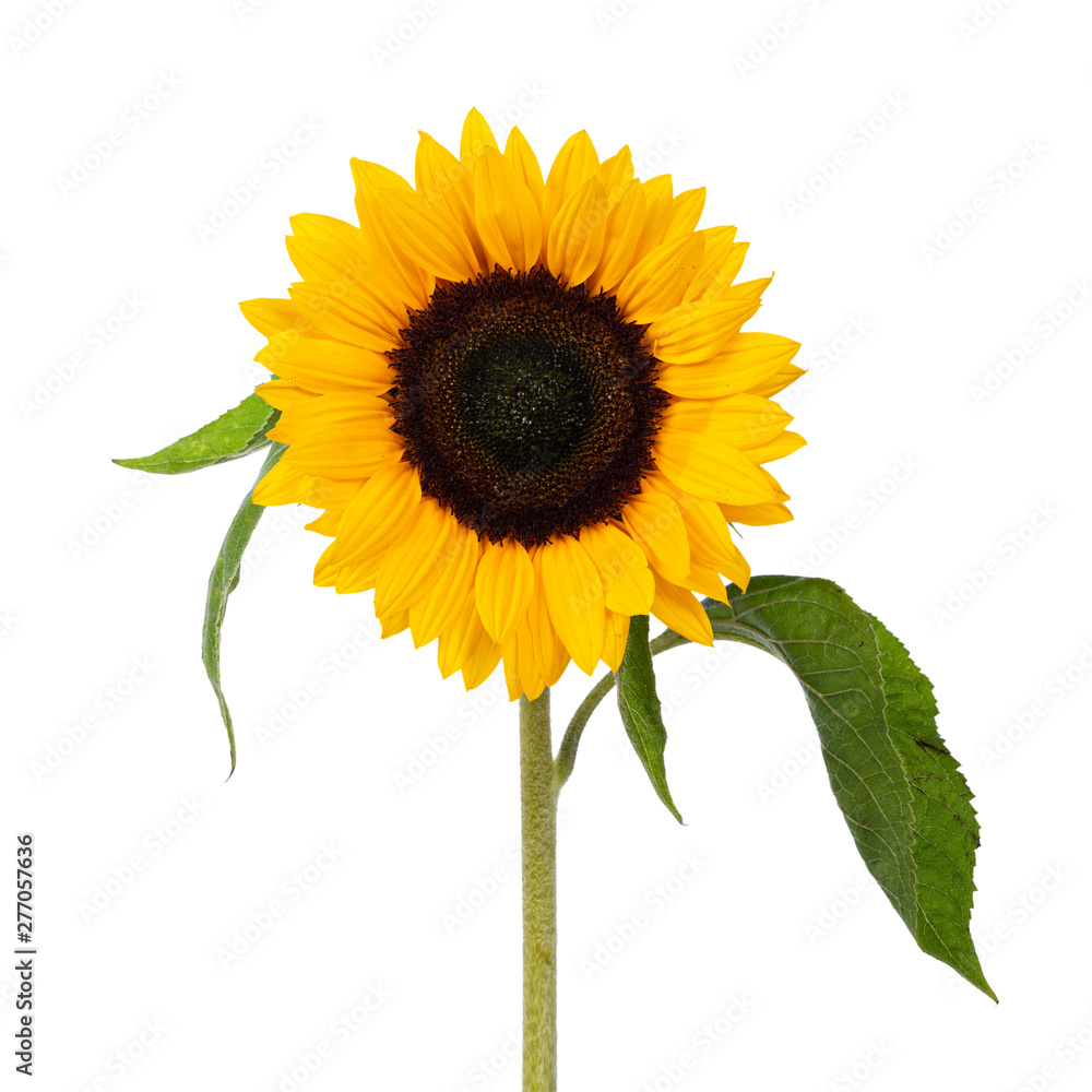 Obraz premium Close up front side of yellow blooming sunflower with leafs. Isolated on white background.