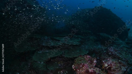 Tropical coral reef covered with soft corals and schools of fish photo