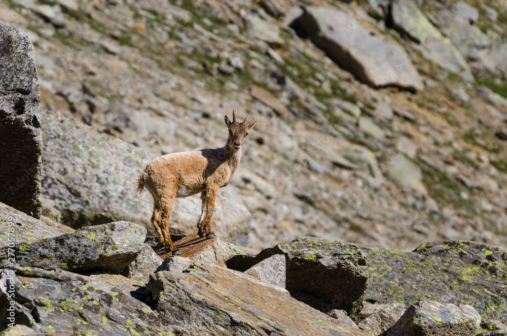 Young Ibex on the stone in Gran Paradiso national park fauna wildlife, Italy Alps mountains Young Ibex on the stone in Gran Paradiso national park fauna wildlife, Italy Alps mountains