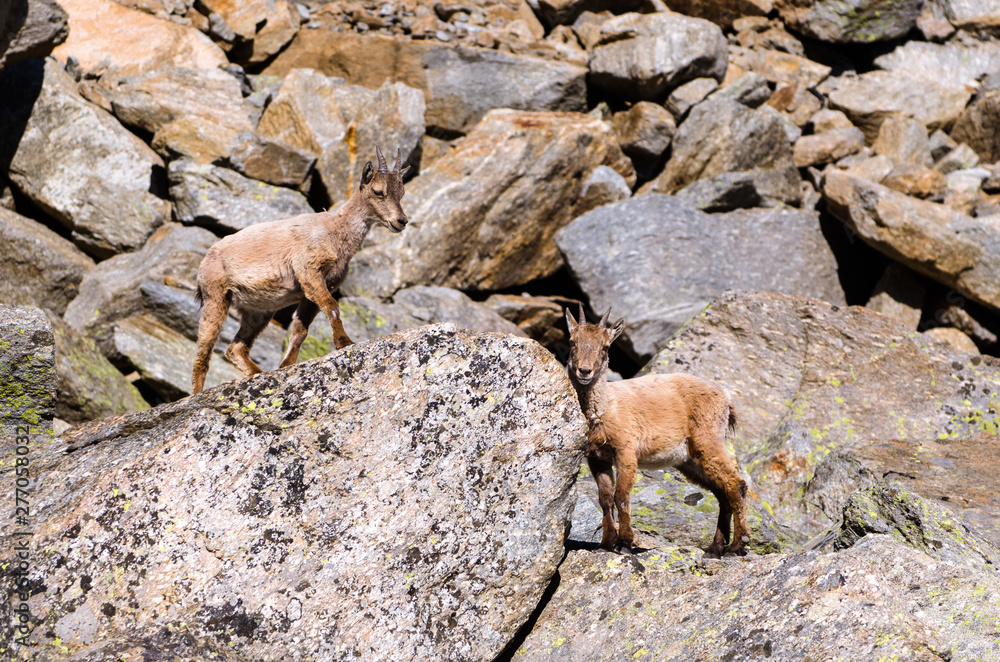Young Ibex on the stone in Gran Paradiso national park fauna wildlife, Italy Alps mountains Young Ibex on the stone in Gran Paradiso national park fauna wildlife, Italy Alps mountains