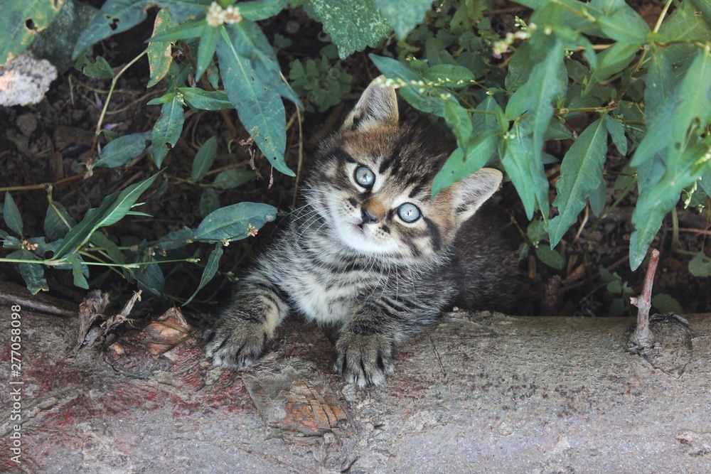 Obraz premium cat in garden