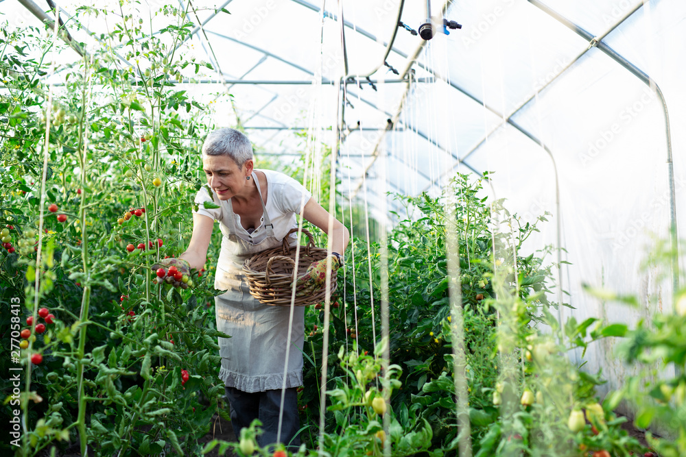 Woman Farmer with a box of tomatoes in the greenhouse Woman Farmer with a box of tomatoes in the greenhouse