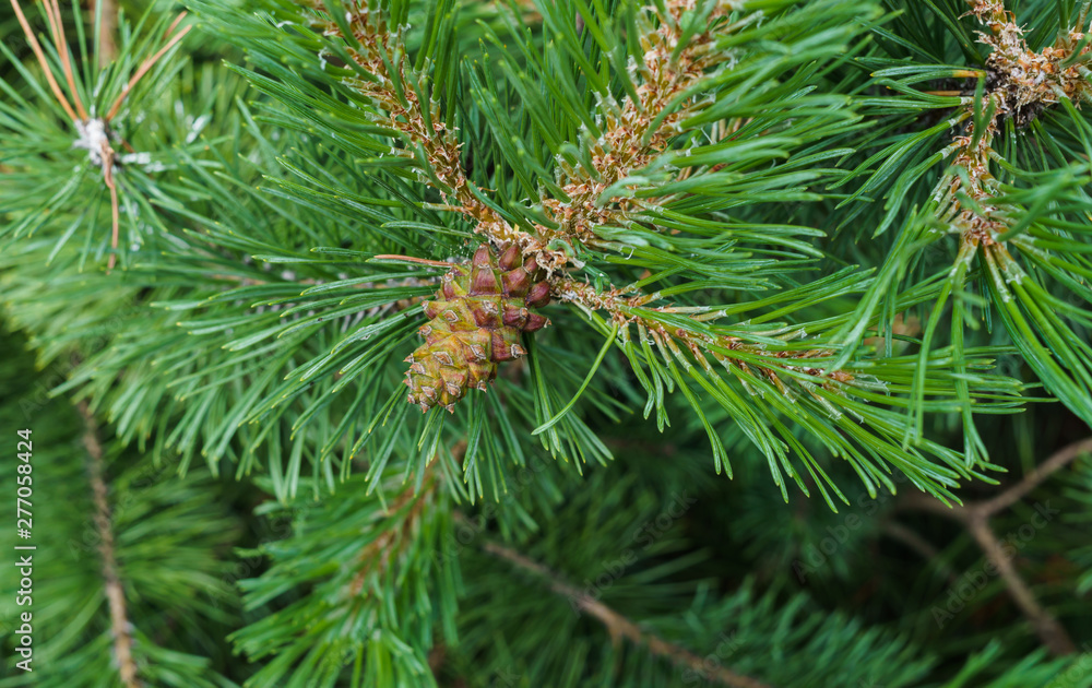 Young green cedar cones on a branch of a young cedar. Young green cedar cones on a branch of a young cedar.
