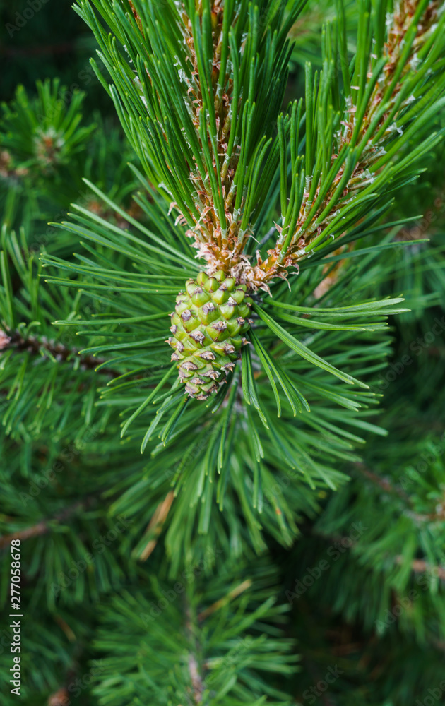 Young green cedar cones on a branch of a young cedar. Young green cedar cones on a branch of a young cedar.