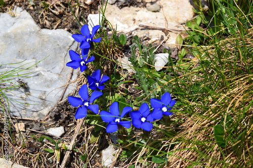 Genziana (Gentiana Nivalis L.) photo