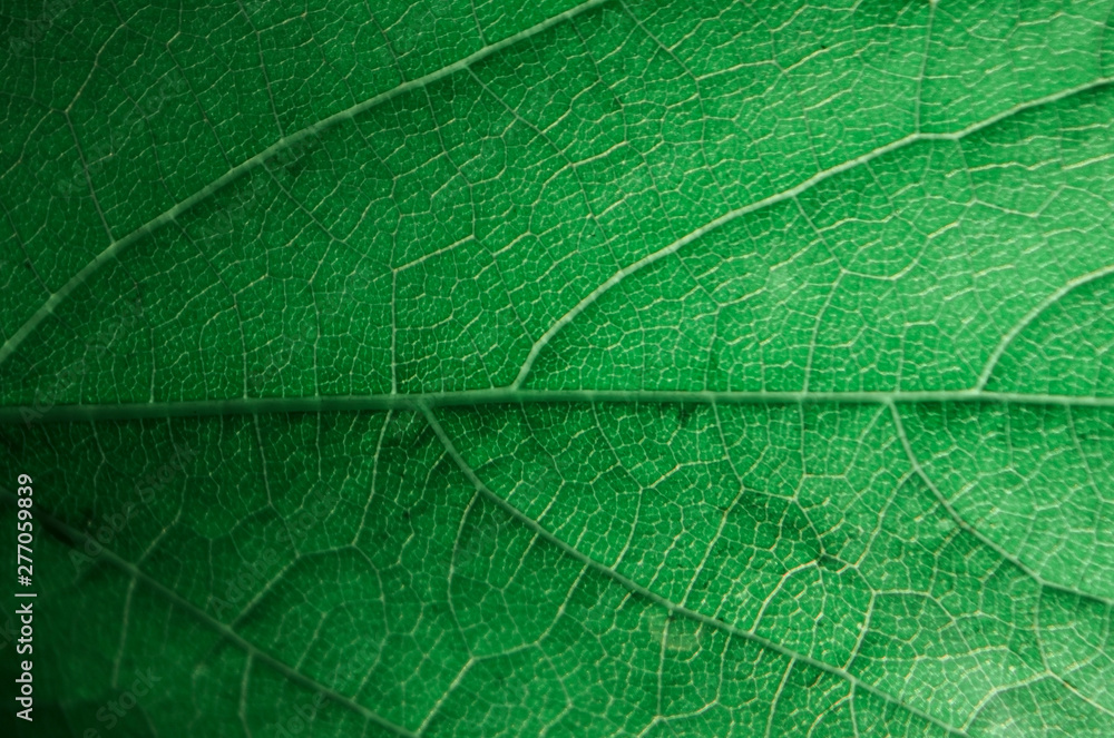 texture of leaf texture of leaf