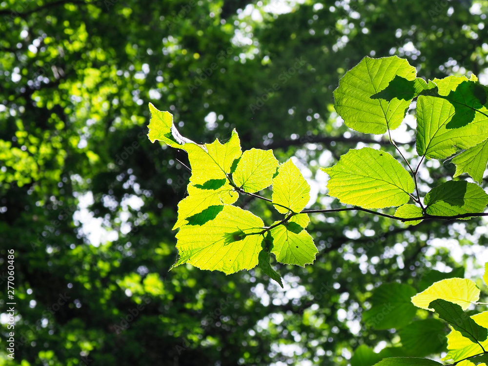 Obraz premium OLYMPUS DIGITAL CAMERA