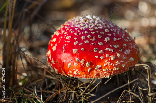 Amanita toxic poison red mushroom in the forest close up. Macro photography